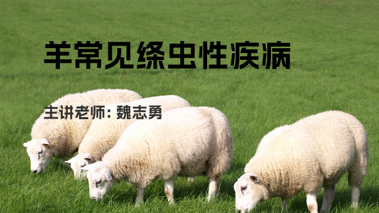 羊常见绦虫性疾病