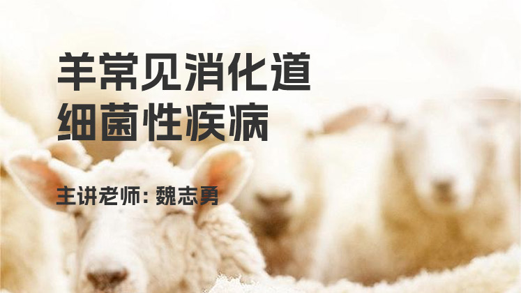 羊常见消化道细菌性疾病