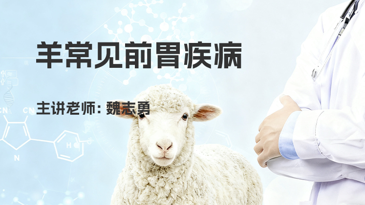 羊常见前胃疾病