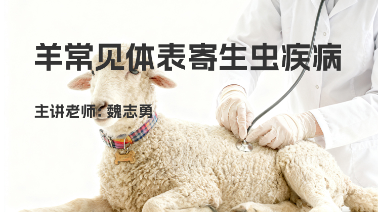 羊常见体表寄生虫疾病
